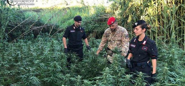 Scoperta piantagione di canapa indiana, due arresti
