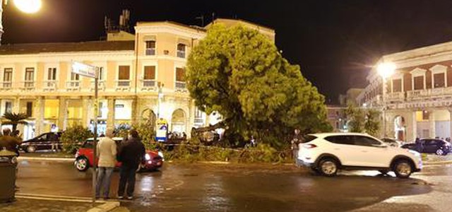 Cade vecchio pino in centro Crotone