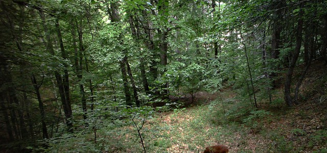 Pubblicato il Bando 2017 per le Guide Ufficiali del Parco