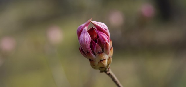 L'equinozio di primavera è oggi: alle 22,58 finisce ufficialmente l'inverno
