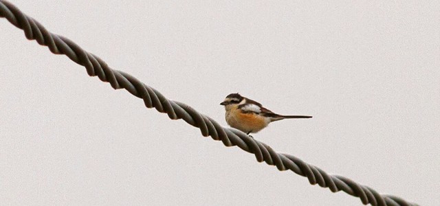 Eccezionale avvistamento in Aspromonte: per la prima volta in Italia fotografata l’Averla mascherata