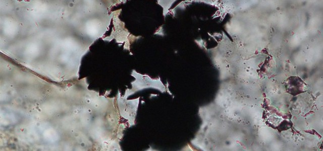 La vita sulla Terra è più antica del previsto