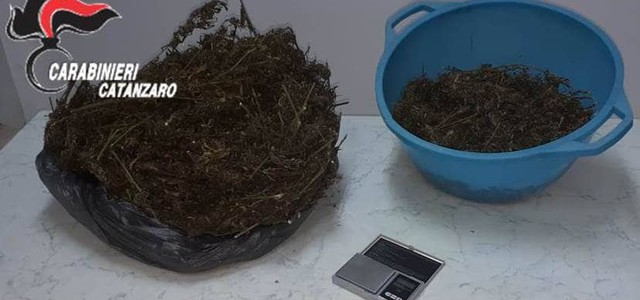 Oltre due chili di marijuana in casa, un arresto nel Catanzarese