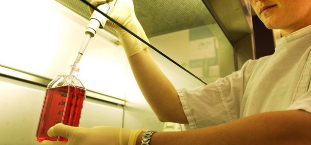 Creato in Usa embrione ibrido pecora-uomo per trapianto d'organi