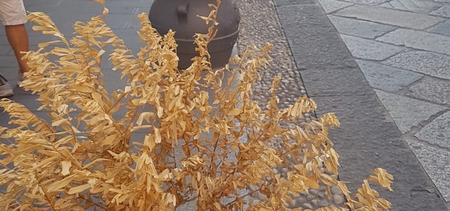 Stefano Veraldi: "Corso Mazzini e periferie - Natura morta, olio su tela"