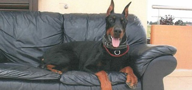 Rubato cane superstar concorsi, processo