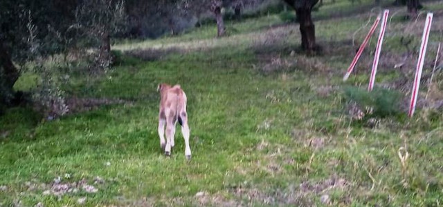 Umbriatico (Kr), vitellino finisce in una scarpata e viene salvato dai carabinieri forestali