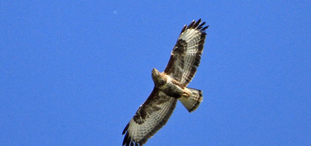 Parco della Sila, liberati uccelli rapaci curati