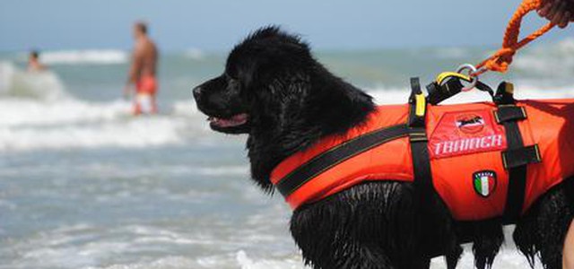 Tenta di affogare il figlio in mare, arrestato