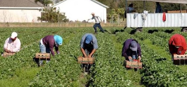 UGL Calabria: "Stop al caporalato"
