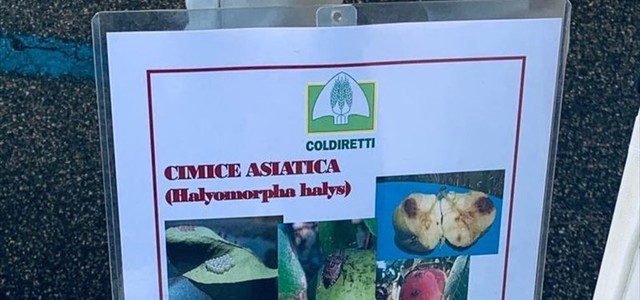 Coldiretti Calabria è preoccupata per la cimice asiatica