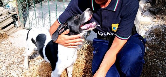 CALABRIA SEMPRE PIU’ DALLA PARTE DEGLI ANIMALI: AL VIA IN TUTTE LE PROVINCE LE SELEZIONI  PER ASPIRANTI GUARDIE ECO-ZOOFILE OIPA