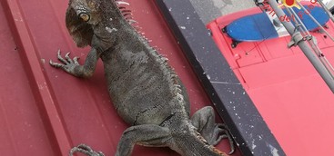 Iguana recuperata dai vigili del fuoco su tetto di abitazione (FOTO)