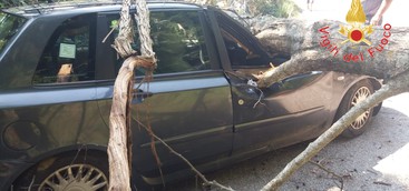 Albero d'alto fusto si spezza abbattendosi su auto in transito.