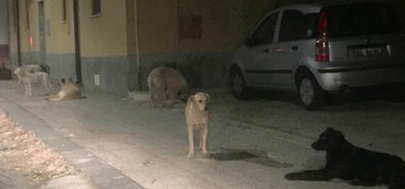 Cani randagi nel quartiere Fortuna