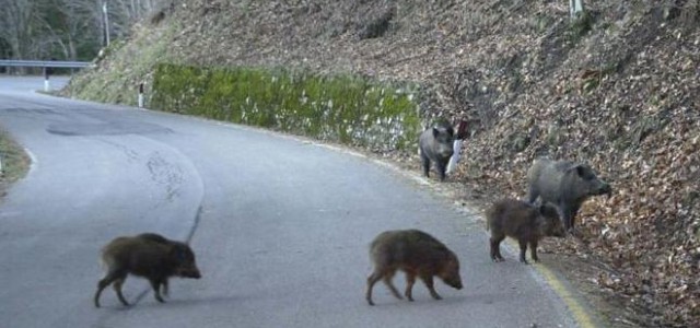 Allarme cinghiali con la Tubercolosi - L’A.N.CA.DI.C sollecita l’adozione di piani per evitarene la diffusione