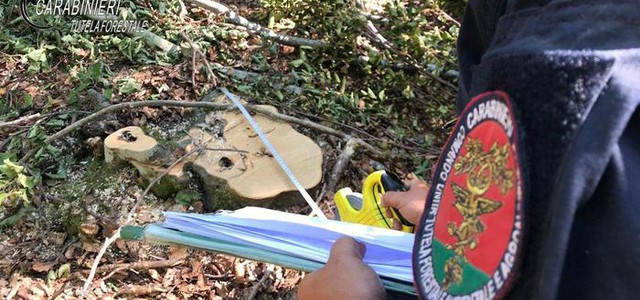 Taglio abusivo di alberi di faggio, cinque denunciati