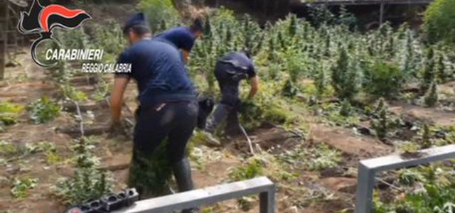 Trovata coltivazione canapa nel reggino