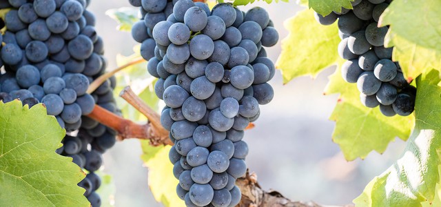 Coldiretti, l’iscrizione del vitigno “Magliocco” arricchisce biodiversità, crea valore aggiunto e nuovi investimenti
