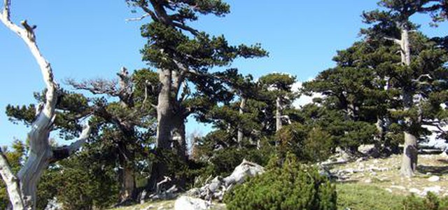 Nel Parco Pollino l'albero più vecchio d'Europa