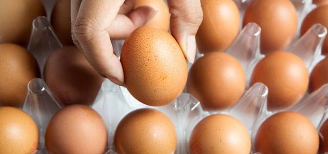 Uova contaminate nel catanzarese, Codacons: nomi delle aziende coinvolte per la dovuta trasparenza