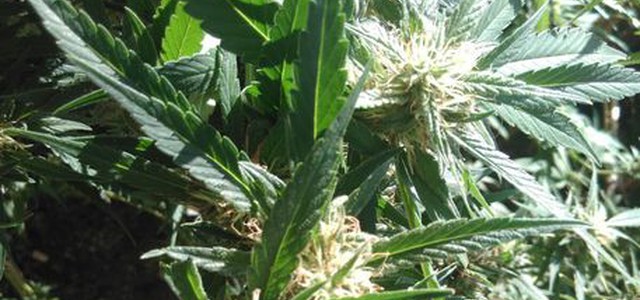 Antico forno adibito a deposito di marijuana