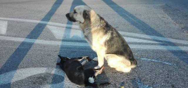 Un cane veglia l'amico investito a Roma, la foto commuove il web