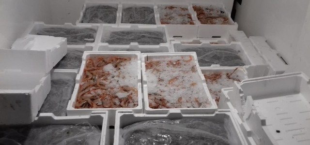 Sequestrati 700 kg di prodotto ittico