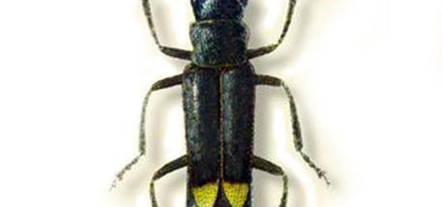 Nuova specie di insetto nel Parco dell'Aspromonte