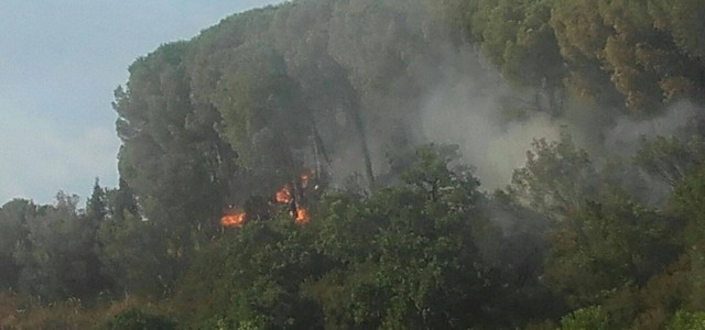 Incendio Parco della Biodiversità, Abramo: "Non devono passarla liscia"