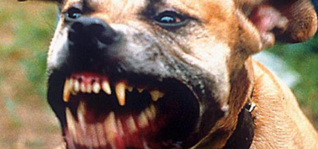 Una dottoressa e suo marito liberano dalle fauci di un  pitt bull una bambina di dieci anni