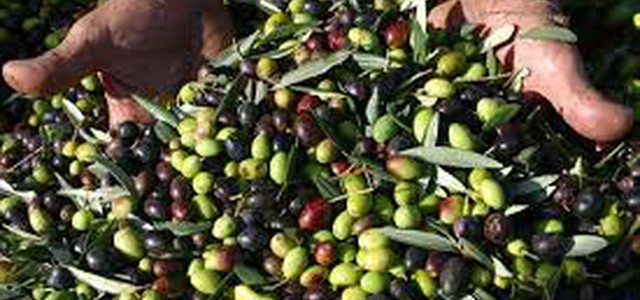 Olio d'Oliva : dimezzata la produzione di olio calabrese,  i nostri agricoltori  oggi a Roma con Coldiretti
