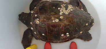 Salvata caretta caretta di oltre 90 kg dal Centro Recupero Tartarughe Marine di Brancaleone