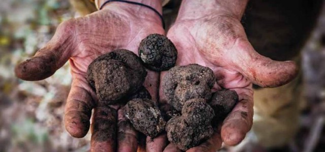 Il Tartufo calabrese protagonista dell'evento al Sila Science Park