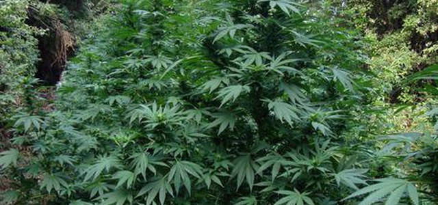 Coltivavano canapa indiana, tre arresti