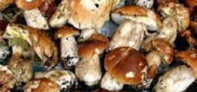 Sequestrati a Lamezia 50 chili di funghi