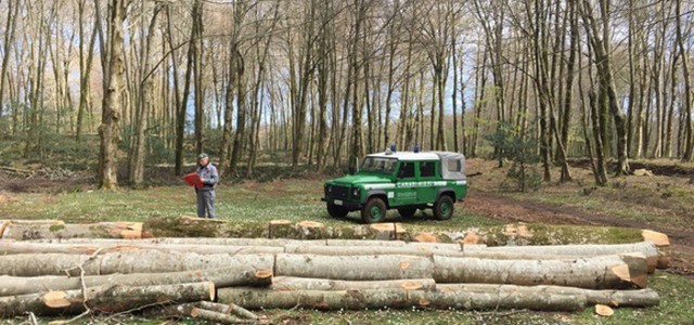 Taglia 192 abusivamente 192 alberi, arrestato