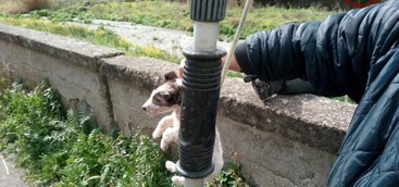 Cuccioli denutriti in discarica a Catanzaro, salvati dai vigili del fuoco
