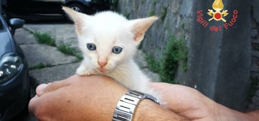 Gattino salvato e adottato a Catanzaro