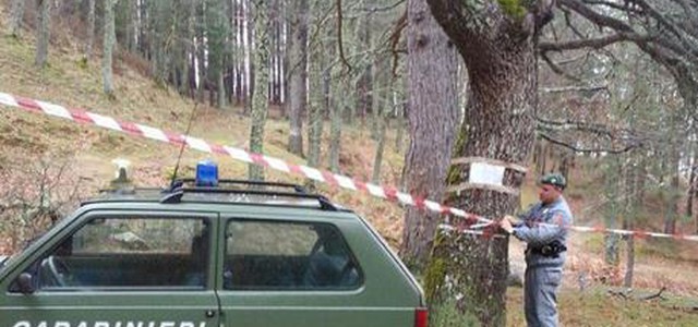 Furto di alberi per un milione di euro nel cosentino