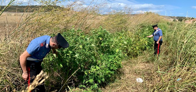 Trovata una piantagione di marijuana e cinque detonatori, due arresti