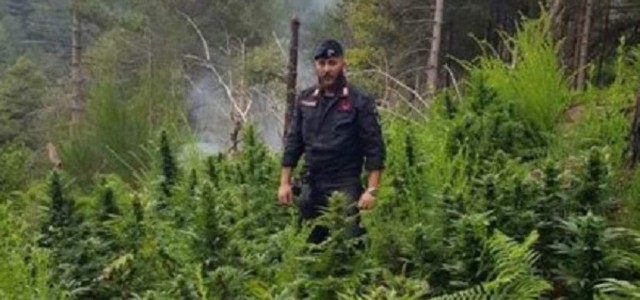Scoperte piantagioni di droga, un arresto