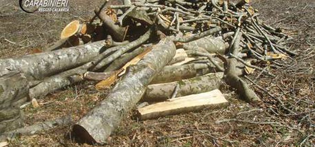 Taglio abusivo di 689 alberi, sei denunce