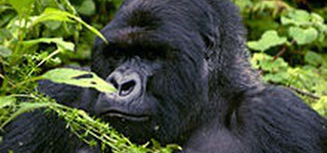 Covid-19 : Gorilla rischiano di essere spazzati via.