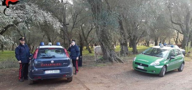 Diciannove bovini non registrati, 17mila euro di multa per azienda di allevamento