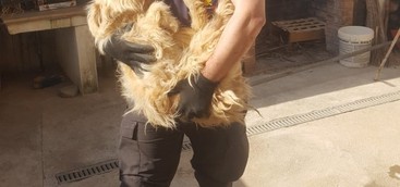 Cane incastrato sotto lastrone di cemento, salvato