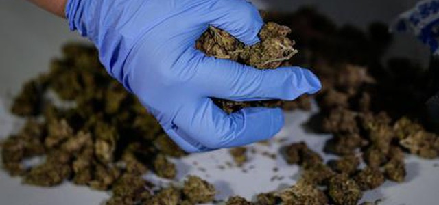 Deteneva 350 grammi marijuana, arrestato