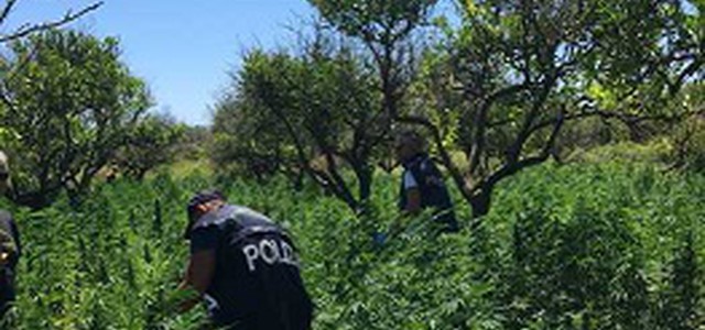 Ardore-  Una piantagione di 8000 arbusti di cannabis sequestrata