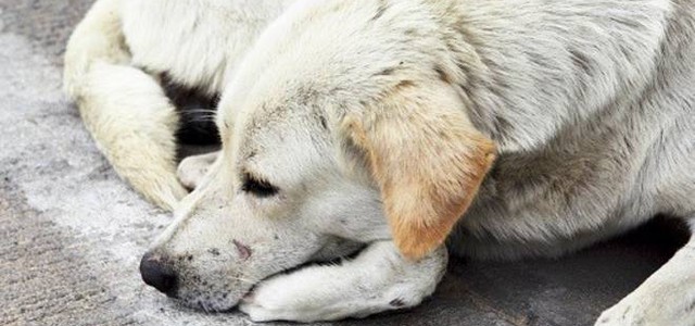 Avvelenamento cani, sindaco: accertare colpevoli