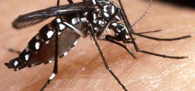Rischio infestazione zanzare tigre in Calabria